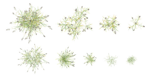 Top View of Diverse 3D Polypogon Fugax Plant Set Featuring Vibrant Green Organic Shapes on Transparent Background