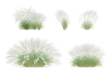 Set of 3D Rendered Nassella Tenuissima Plants in Varied Sizes on Transparent Background