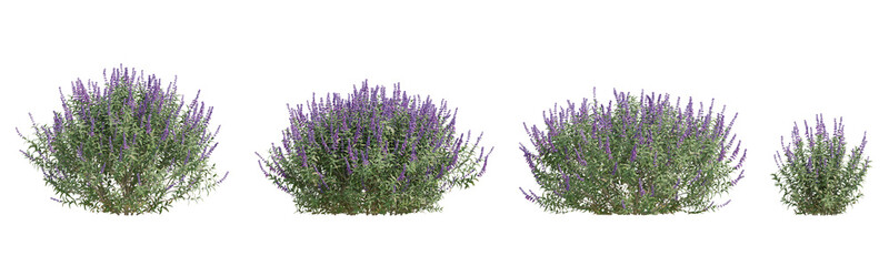 Vibrant Salvia Leucantha 3d Plant with Purple Flowers and Green Foliage on Transparent Background