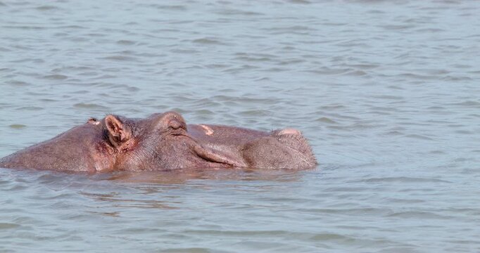 Hippo rests in the water with eyes closed, rotating ears. Peaceful wildlife hippopotamus behavior captured in African river setting, ideal for safari and nature footage. 4K close up handheld shot