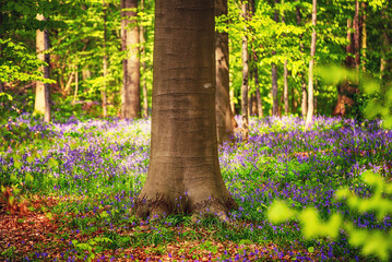 Blossoming lovely spring violet-blue forest flowers - common bluebells or Hyacinthoides, Belgium