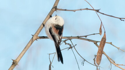 great tit parus major © lazalnik