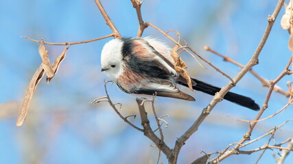 blue tit perched on a branch © lazalnik