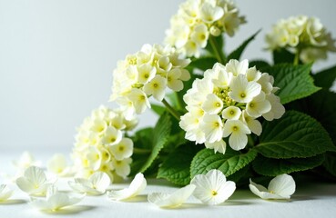 White hydrangeas with pale blooms and scattered petals on a clean surface