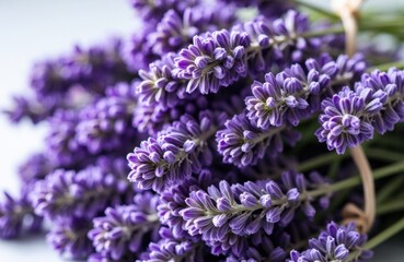 Lavender sprigs in close up bloom with violet hues and delicate fragrance