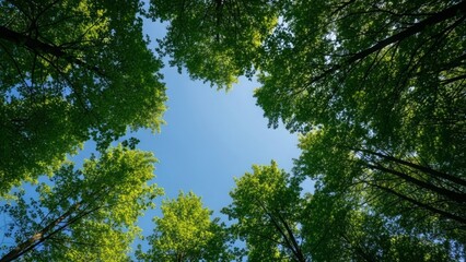 Looking up through a lush forest canopy towards a clear blue sky
