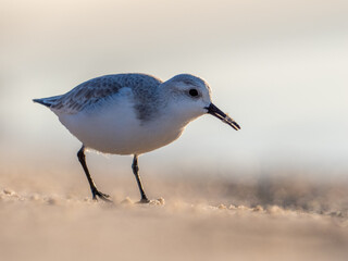 Obraz premium Backlit sanderling on beach
