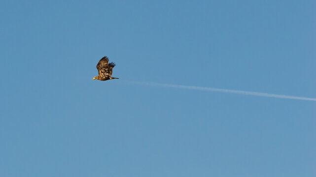 Bald eagle in flight with contrail trail behind