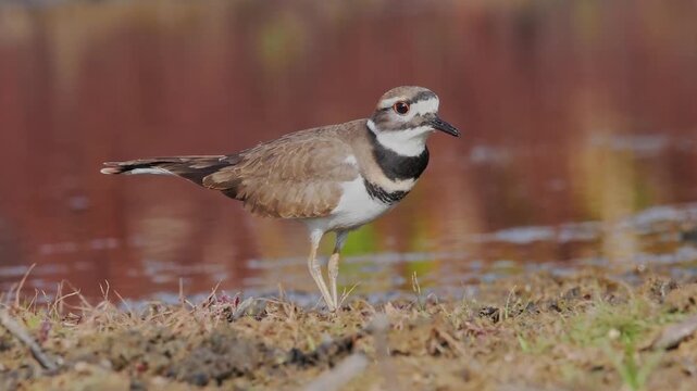 Killdeer stretching a worm out of the ground and eating it