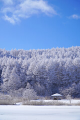 聖高原　中牧湖の霧氷