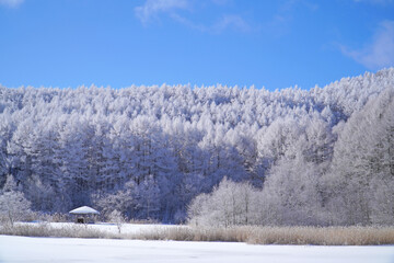 聖高原　中牧湖の霧氷