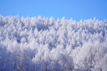 聖高原　中牧湖の霧氷