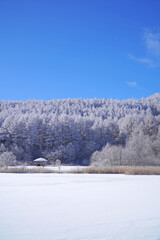聖高原　中牧湖の霧氷