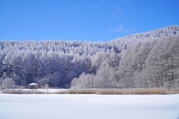聖高原　中牧湖の霧氷