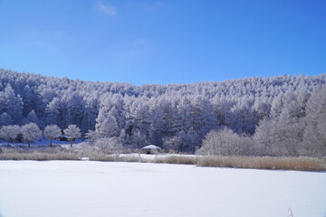 聖高原　中牧湖の霧氷