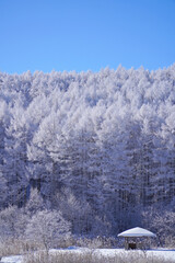 聖高原　中牧湖の霧氷