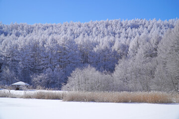 聖高原　中牧湖の霧氷