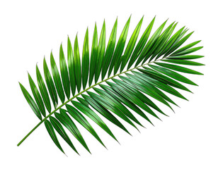 A vibrant, close-up shot of a lush green palm leaf with a sleek, glossy surface, against black