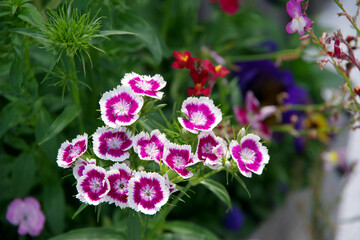 White and pink Dianthus Barbatus Earthpedia flowers