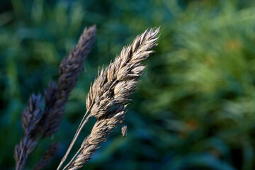 Macro Grass Strand in the Sun
