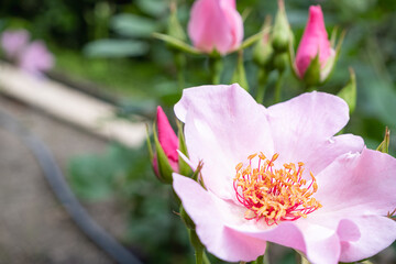 Fototapete bei efototapeten.de bestellen   