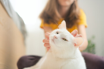 Adolescent female holding her pristine white cat in loving embrace. Beautiful demonstration of pet friendship and devotion.