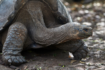 The Galápagos Giant Tortoise (Chelonoidis vicina), the undisputed symbol of Isabela Island and the...