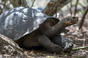The Galápagos Giant Tortoise (Chelonoidis vicina), the undisputed symbol of Isabela Island and the...