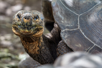 The Galápagos Giant Tortoise (Chelonoidis vicina), the undisputed symbol of Isabela Island and the...