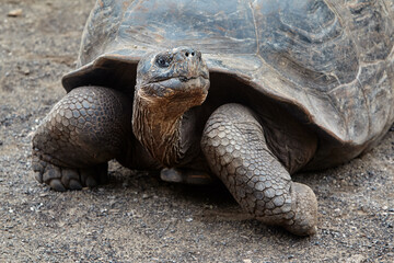 The Galápagos Giant Tortoise (Chelonoidis vicina), the undisputed symbol of Isabela Island and the...