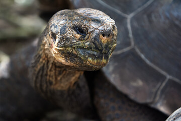The Galápagos Giant Tortoise (Chelonoidis vicina), the undisputed symbol of Isabela Island and the...