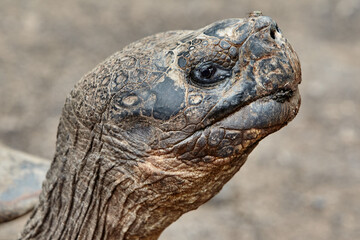 The Galápagos Giant Tortoise (Chelonoidis vicina), the undisputed symbol of Isabela Island and the...
