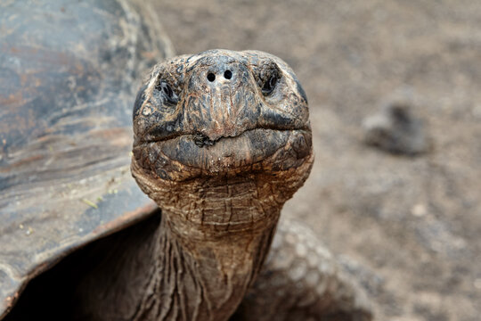 The Gal&aacute;pagos Giant Tortoise (Chelonoidis vicina), the undisputed symbol of Isabela Island and the very creatures that gave the archipelago its name (gal&aacute;pago means "saddle" in old Spanish).