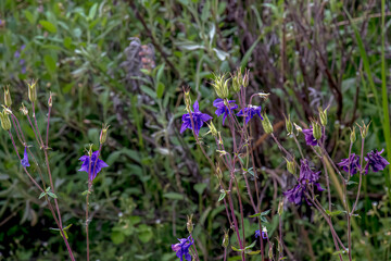 Columbine or Aquilegia vulgaris is a common columbine with a violet flowers.
