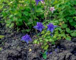 Columbine or Aquilegia vulgaris is a common columbine with violet flowers. Close-up.