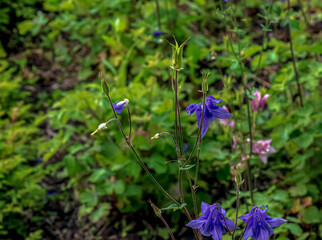 Columbine or Aquilegia vulgaris is common columbine with violet flowers. Close-up.