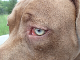 portrait of a pit bull dog