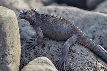 A master of both land and sea, the marine iguana is one of the most iconic residents of Isabela Island. With their prehistoric appearance and salt-encrusted heads, these gentle reptiles are fascinatin