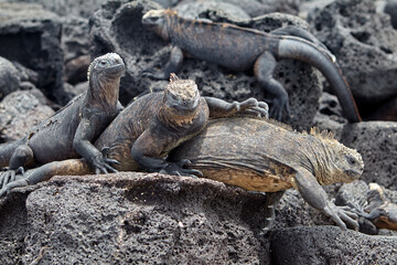 A master of both land and sea, the marine iguana is one of the most iconic residents of Isabela...