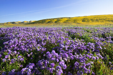 Purple Phacelia in the foreground and Hillside Daisies on the hills during spring superbloom at Carrizo Plain National Monument