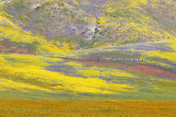 Brilliant and colorful hillside of flowers during spring superbloom in Carrizo Plain, California