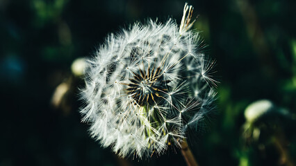 A detailed close-up shot of a fluffy white dandelion seed head, showcasing its intricate structure and delicate texture against a dark, blurred background.
