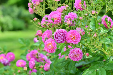A cluster of small, vibrant, double pink or mauve roses. © Nature'sMacroWonders