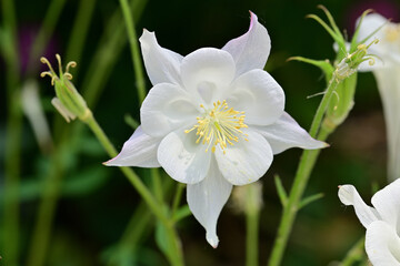 A white columbine flower.