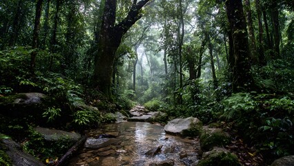 A tranquil stream flows through a lush green rainforest with mossy rocks and dense foliage creating a serene and picturesque natural environment to explore.