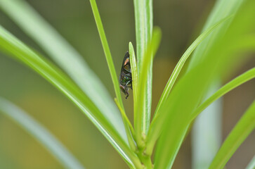 Tiny bug in Tiny Hiding Place 