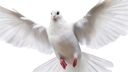 A white pigeon/dove captured in mid-flight with fully spread wings, showcasing its plumage and elegant flight posture against a transparent background.