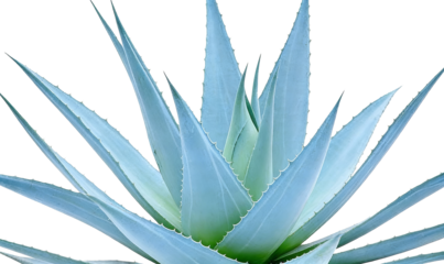 Close - up of Blue Agave Plant Leaves