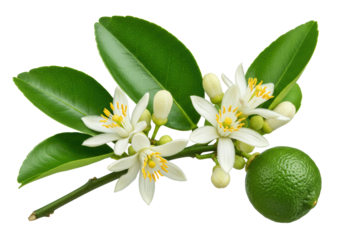 transparent lime blossoms with yellow stamens, green leaves, and developing fruit on a branch, macro shot against a transparent background with copy space, natural purity and vitality