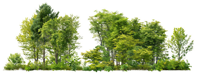Image shows a dense, diverse forest with various tree species, shrubs, and undergrowth. Depicts natural greenery in an outdoor setting, ideal for ecological or landscape concepts.